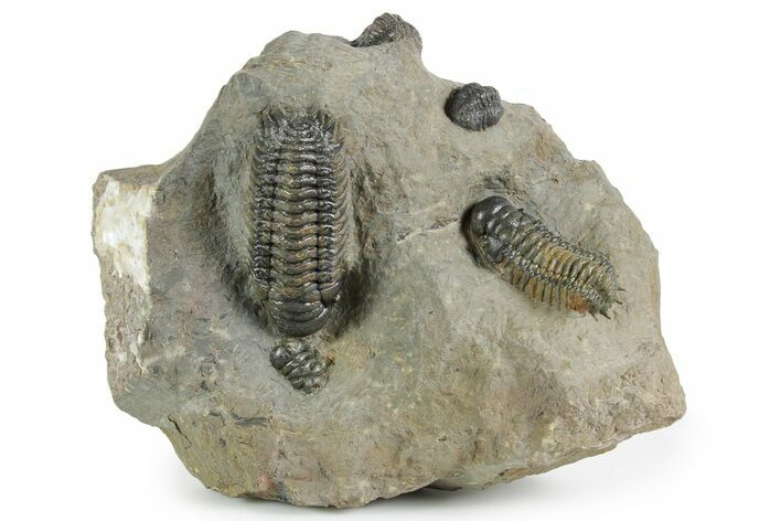 Two Crotalocephalina Trilobites - Atchana, Morocco #352682